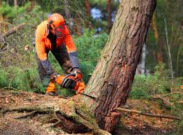 Cadiz, OH Tree Care Company