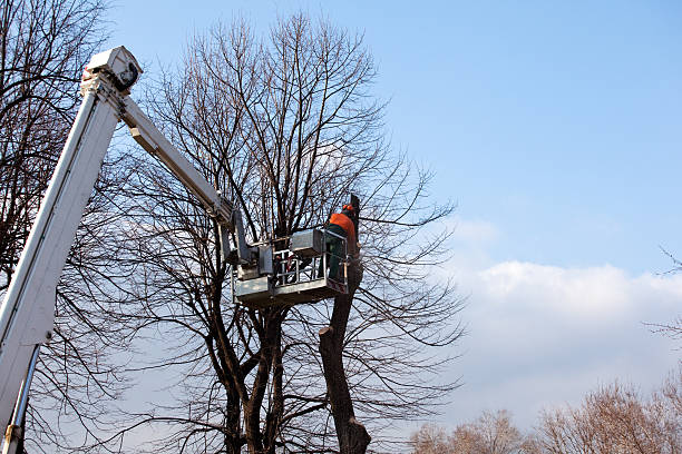 Seasonal Cleanup (Spring/Fall) in Cadiz, OH